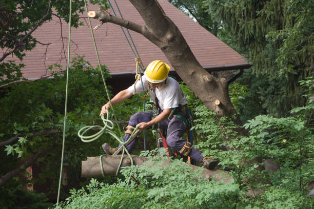 Best Lawn Dethatching  in USA